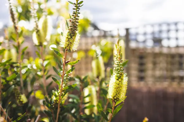 Natív Ausztrál Sárga Callistemon Növény Szabadban Gyönyörű Trópusi Kertben Lövés — Stock Fotó
