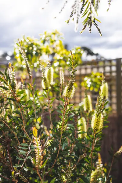 Ιθαγενή Αυστραλιανό Κίτρινο Φυτό Callistemon Εξωτερική Στην Όμορφη Τροπική Αυλή — Φωτογραφία Αρχείου