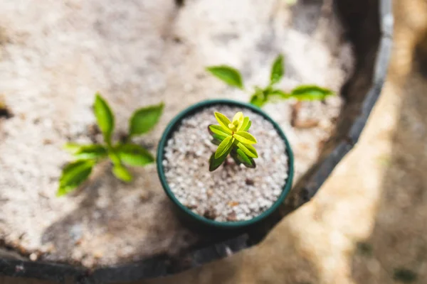 Close Του Νέου Φυτού Στην Κορυφή Βαρέλι Capsicum Φυτά Εξωτερική — Φωτογραφία Αρχείου