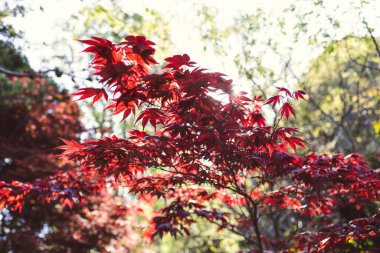 Güneşli arka bahçede kırmızı Japon akçaağacı, sığ alan derinliğinde yakın çekim.