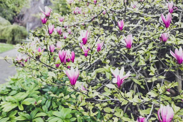 Magnolia Met Roze Bloemen Buiten Zonnige Achtertuin Close Schot Ondiepe — Stockfoto