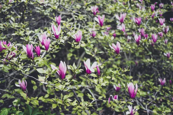 Magnolia Ροζ Λουλούδια Εξωτερικό Χώρο Στην Ηλιόλουστη Αυλή Κοντινό Πλάνο — Φωτογραφία Αρχείου