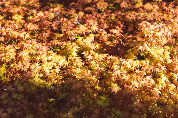 Árbol Arce Japonés Rojo Aire Libre Patio Trasero Soleado Primer —  Fotos de Stock