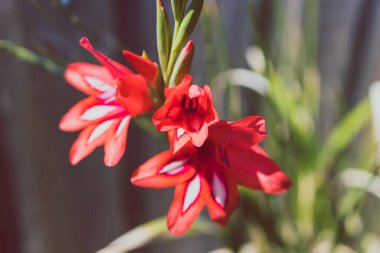 Kırmızı gladiolus bitkisi güneşli arka bahçede, sığ alan derinliğine yakın çekim.