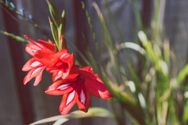 Kırmızı gladiolus bitkisi güneşli arka bahçede, sığ alan derinliğine yakın çekim.