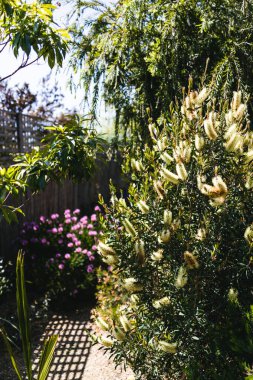 Sarı callistemon ağacı ve sığ bir tarlada çekilmiş bir sürü tropikal Avustralya yerel bitkisi olan cennet güneşli bir bahçe.