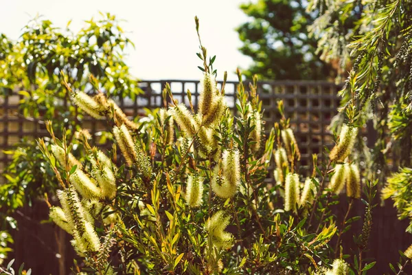 Natif Australien Jaune Callistemon Plante Plein Air Dans Belle Arrière — Photo