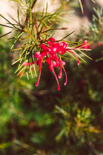 Nativní Australská Červená Grevillea Bon Accord Závod Venkovní Krásné Tropické — Stock fotografie