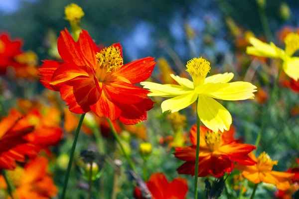 Kırmızı ve sarı papatya çiçeği güzel graden