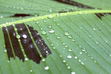 yeşil muz yaprağına su damlaları