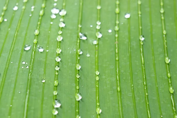 yeşil muz yaprağına su damlaları