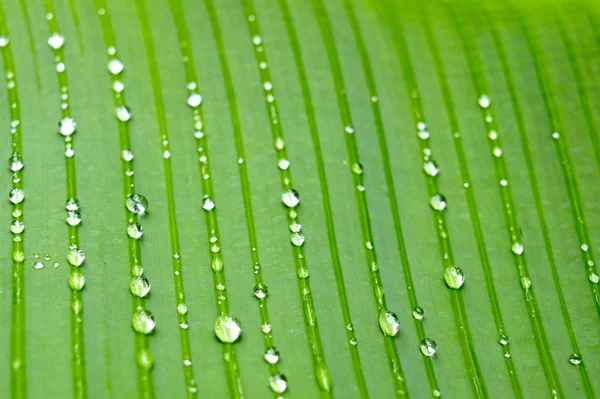 yeşil muz yaprağına su damlaları