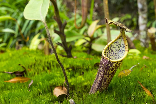maymun Kupası atıcı bitki yeşil fern ile.
