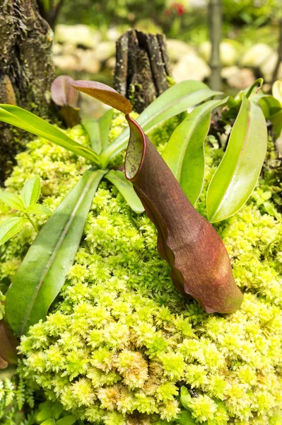 maymun Kupası atıcı bitki yeşil fern ile.