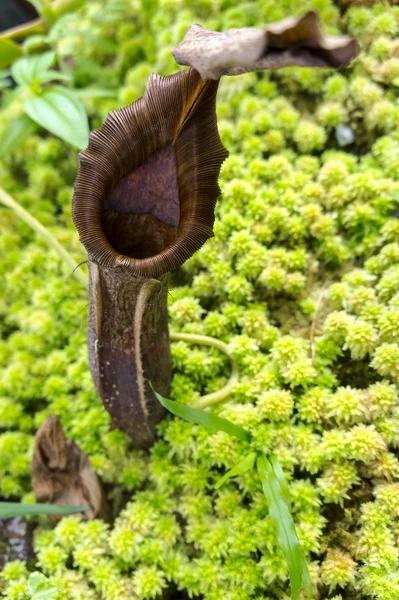 maymun Kupası atıcı bitki yeşil fern ile.