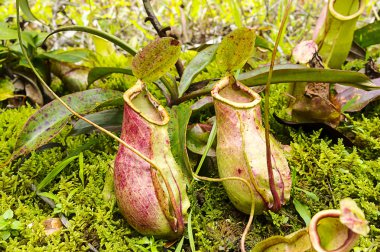 maymun Kupası atıcı bitki yeşil fern ile.