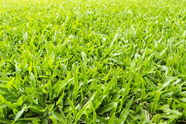 Natural fresh green grass in the morning. — Stock Photo, Image