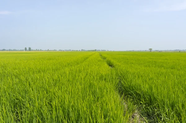 Green Jasmine rice fields Thailand — Stock Photo, Image