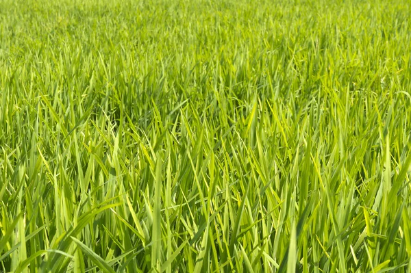 Green Jasmine rice fields Thailand — Stock Photo, Image
