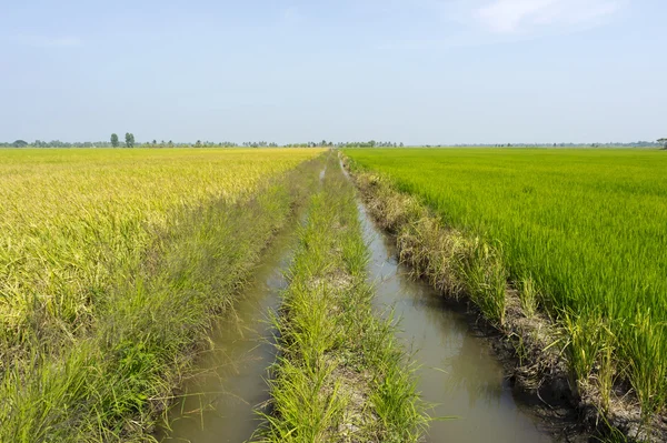 Green Jasmine rice fields Thailand — Stock Photo, Image