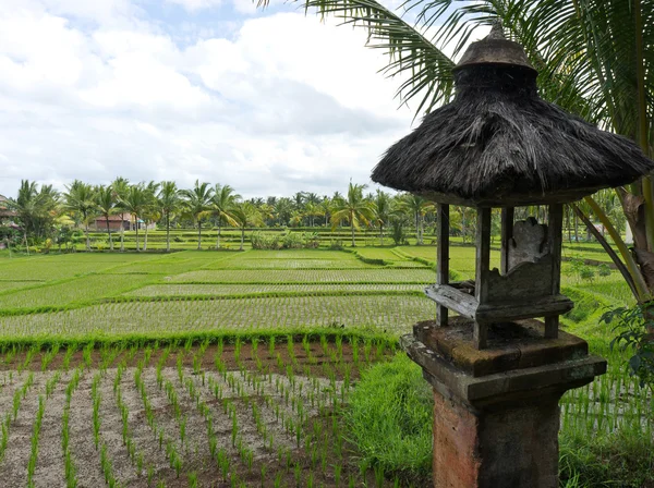 田んぼ、ウブド、バリ、インドネシア — ストック写真