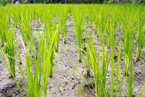 Reisfelder, Ubud, Bali, Indonesien — Stockfoto