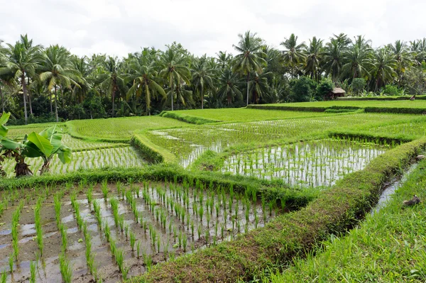 Rice paddies field, Ubud, bali, Indonesia — Stock Photo, Image