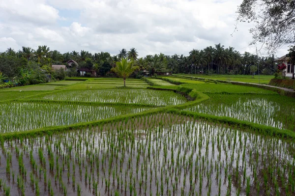 稻田的稻田，巴厘岛，巴厘岛印度尼西亚 图库图片
