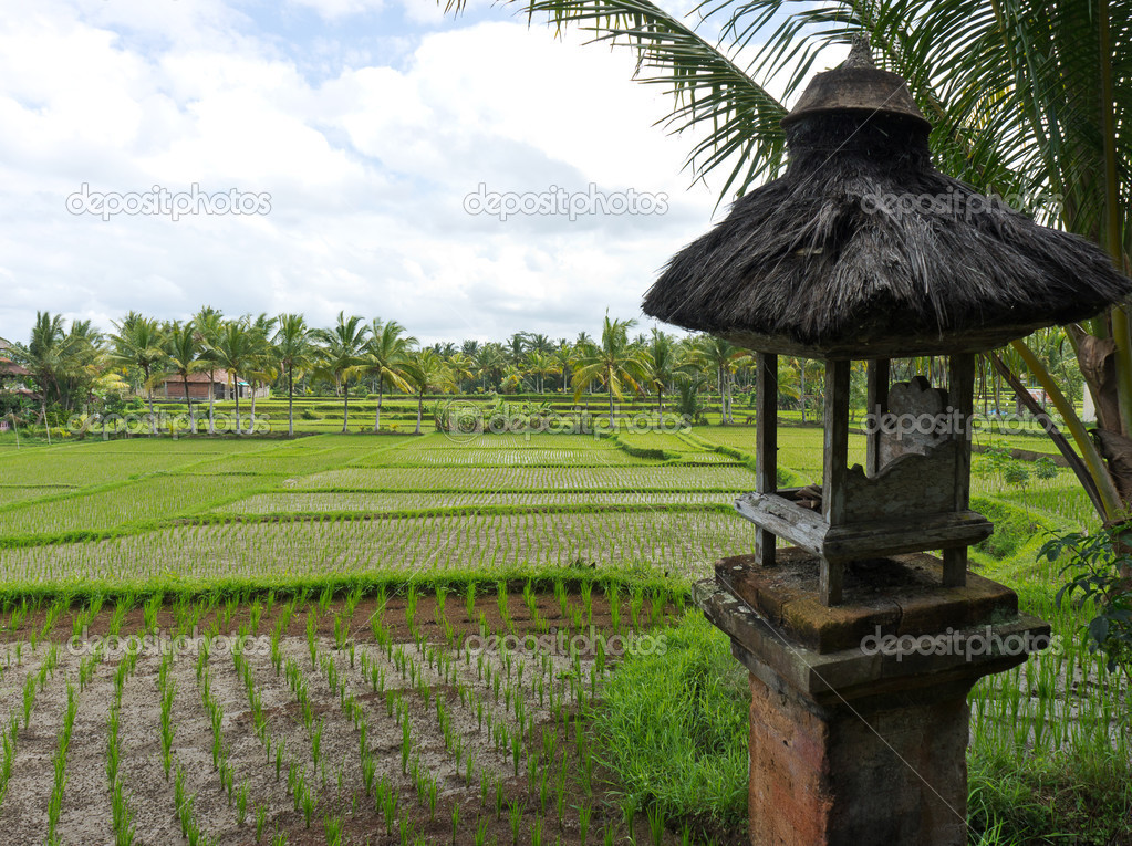 Rice paddies field, Ubud, bali, Indonesia