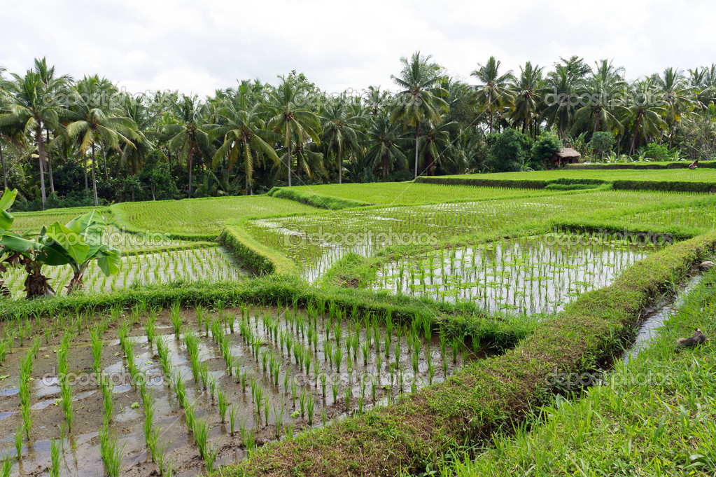 Rice paddies field, Ubud, bali, Indonesia