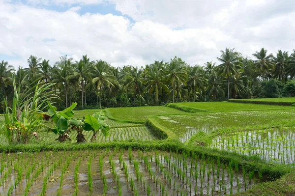 Wet rice field - rice terrace at Bali, Indonesia — Stock Photo, Image