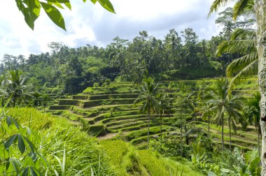 Yeşil pirinç terasları Bali