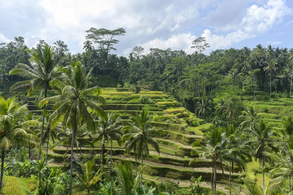 Grüne Reisterrassen auf Bali — Stockfoto