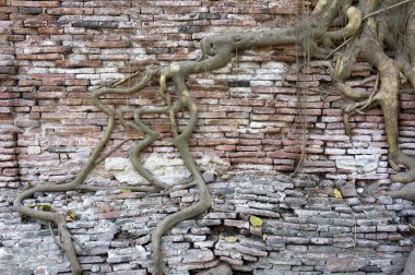 Buda heykeli ayutthaya, Tayland berbat