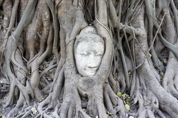 Sandsten buddha ansikte är täckt av träd — Stockfoto