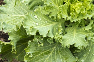 güzel taze yeşil lahana