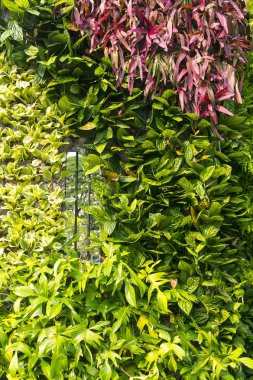 çiçekleri yeşil bahçe renk karışımınızı oluşturmak.