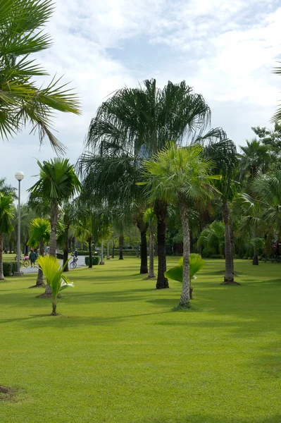 Green garden view and Walkway in park — Stock Photo, Image