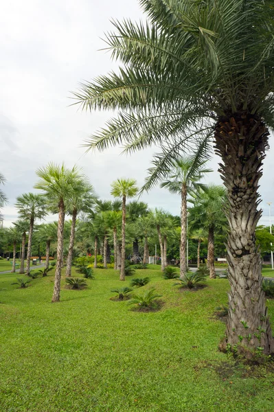 Vista verde sul giardino e Passerella nel parco — Foto Stock