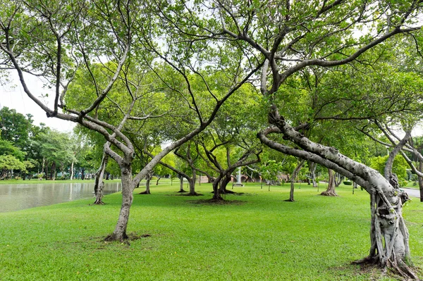 Вид на зеленый сад и аллея в парке — стоковое фото