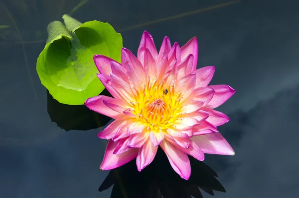 Bir lotus nilüfer yakın çekim