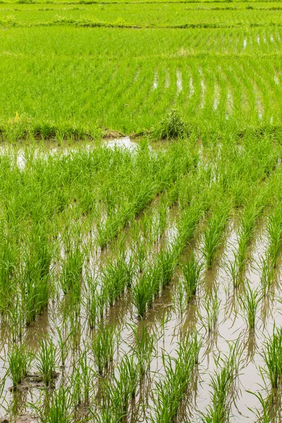 Campo de arroz en Chiangmai, norte de Tailandia — Foto de Stock