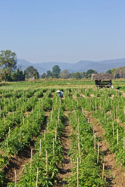 Chili Thai agricultural plantations — Stock Photo, Image