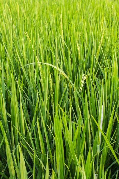 Зеленый свежий рис — стоковое фото
