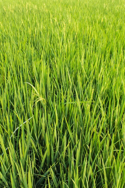 Campos de arroz verde fresco — Foto de Stock