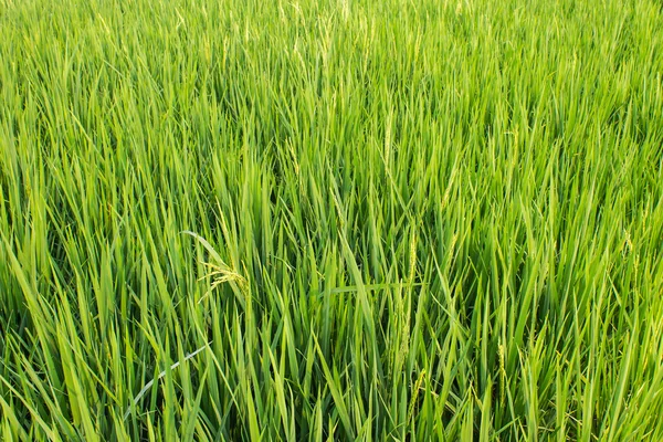 Campos de arroz verde fresco — Foto de Stock