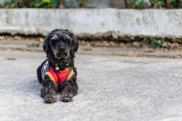 Schwarzer zotteliger Hund auf der Straße liegend, Mischling zwischen einem Hahn — Stockfoto