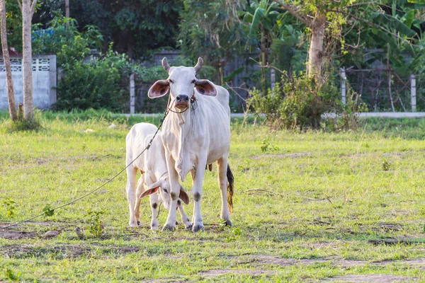 Tailandese madre mucca con giovane vitello riposo in un campo — Foto Stock
