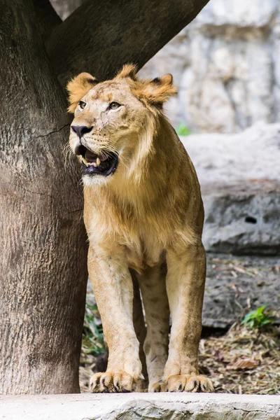 León en el zoológico de Chiang Mai, Tailandia — Stockfoto