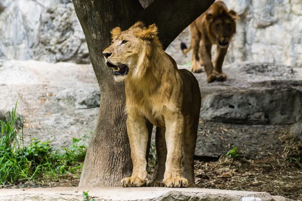 Två lejon i chiangmai zoo, thailand — Stockfoto
